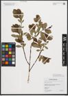 Foto von Salix phylicifolia L.